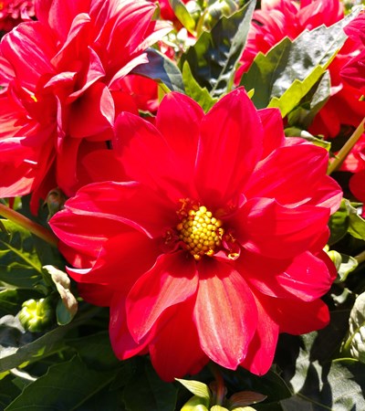 Dahlia Dalina® Grande Topia